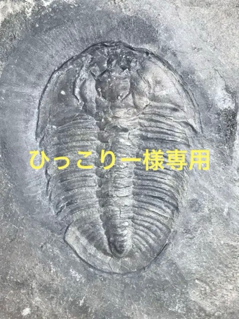 三葉虫　化石　Athabaskia bithus